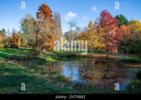 Die Farben der Ness Botanic Gardens, die um einen Teich und unter einem klaren blauen Himmel im November 2021 in cheshire gesehen wurden. Stockfoto