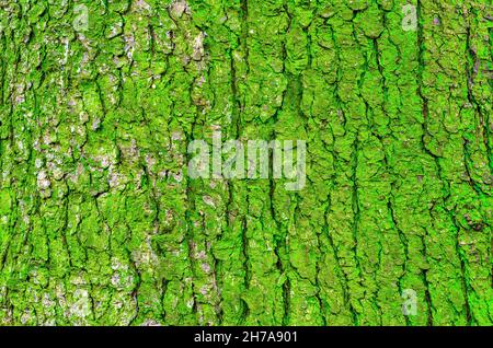 Die Rinde des Baumes und das grüne Moos auf dem Stamm. Stockfoto