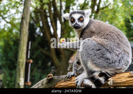 Ringelschwanzlemur, der im Zoo auf Gras spielt Stockfoto