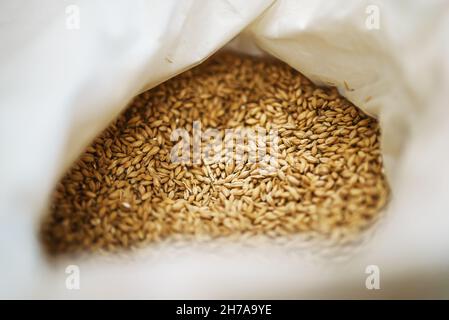 Gerste Malzkörner für Bier. Stockfoto