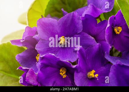 Üppige Blüte von afrikanischem Violett aus der Nähe. Blühende Saintpaulia lila Blüten mit Stößel und Staubfäden gegen grüne Blätter. Makrofotografie. Stockfoto