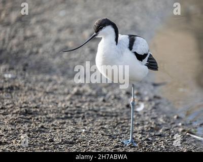Nahaufnahme eines Avocets, das auf einem Bein am Wasserrand steht Stockfoto