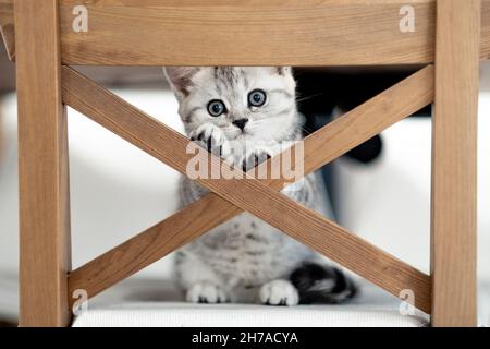 Portrait niedliche kleine lustig gestreifte schottische Falte graue Kätzin Katze sitzt auf einem Stuhl zu Hause. Katzenleben Stockfoto