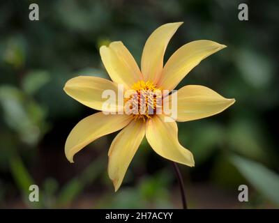 Nahaufnahme der Blume von Dahlia 'Bishop of York' im Sommer Stockfoto