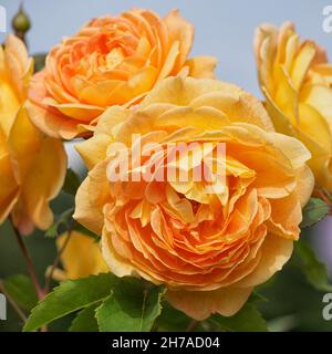 Nahaufnahme von Blumen der englischen Strauchrose Rose „Port Sunlight“ von David Austin Stockfoto