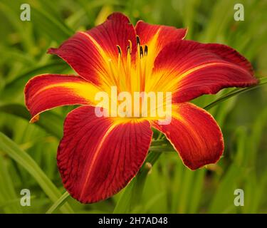 Nahaufnahme der Blume von Hemerocallis 'Ruby Spider' im Sommer Stockfoto