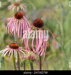 Nahaufnahme der Echinacea pallida-Blüten in einer Gartengrenze im Sommer Stockfoto