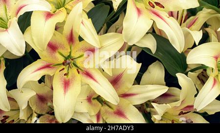 Nahaufnahme der Blumen der Lilium Nymphe im Sommer Stockfoto