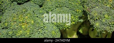 Panorama-Ansicht von Schnittköpfen Broccoli auf einem Markt Stockfoto