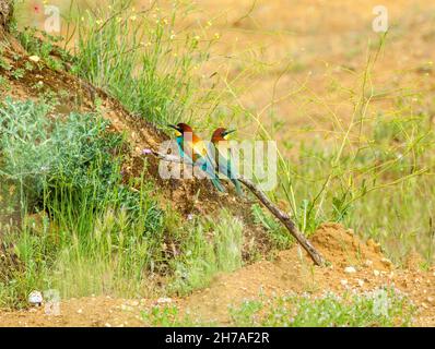 Paar europäischen Bee Eaters Merops apiaster in der spanischen Landschaft in der Nähe von Castrojeriz in Castilla y Leon Spanien Stockfoto