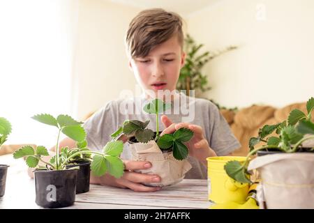 Junger Bauer mit Gartengeräten, die sich um Erdbeerstrauch kümmern. Sprout mit Wurzeln und grünen Blättern im Blumentopf. Hausarbeit Jugendliche Stockfoto