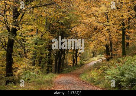 Fahren Sie durch Dodd Wood an den Hängen von Dodd im englischen Lake District Stockfoto