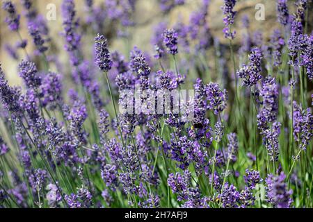 Nahaufnahme der Blumen von Lavandula angustifolia 'Munstead' im Sommer Stockfoto