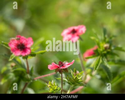 Nahaufnahme der Blüten von Potentilla nepalensis 'Miss Willmott' im Sommer Stockfoto