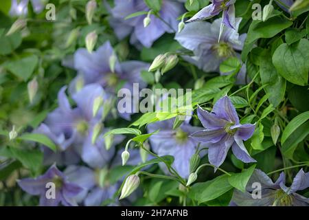 Blumen von Clematis 'Perle d'Azur' im Sommer Stockfoto