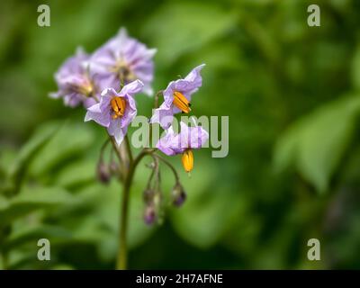 Nahaufnahme der Blume der Kartoffel 'Valor' in einem Gemüsegarten-Zuteilung Stockfoto