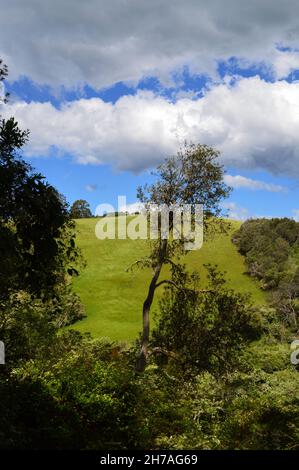 Ein Feld in der Nähe der Dangar Falls in der Nähe von Dorrigo, NSW Stockfoto