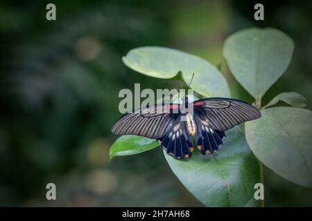 Südostasiatischer Großmormonenschmetterling (Papilio memnon) mit offenen Flügeln auf grüner Pflanze. Stockfoto
