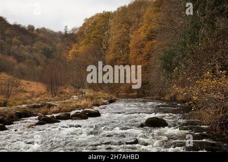 Fluss Rothay fließt vorbei Baneriggs Wood in der Nähe von Grasmere, im Lake District, Großbritannien Stockfoto