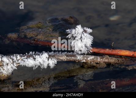 Eiskristall auf einem Zweig in einem Montana-Fluss Stockfoto