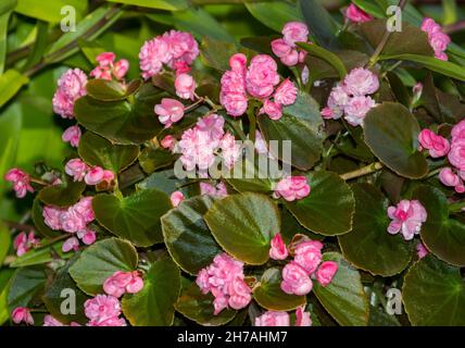 Doppelte rosa Blüten und dunkelgrüne Blätter von Begonia semperflorens, Bettwaren in einem australischen Garten Stockfoto