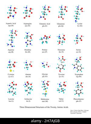 Dreidimensionale Strukturen der zwanzig Aminosäuren. Stockfoto