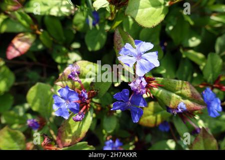 Kritische Hornnarbe oder chinesische Bleiwurz (Ceratostigma plumbaginoides) Stockfoto