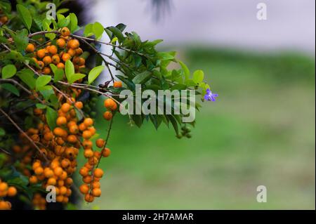 Eine selektive Fokusaufnahme einer goldenen Tautropfenpflanze mit einer einzelnen violetten Blüte und Orangenbeeren Stockfoto