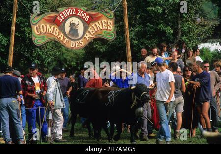 FRANKREICH. HAUTE-SAVOIE (74) TAL VON CHAMONIX (VALLEE DE CHAMONIX). DIE ANKUNFT DER KÜHE (RASSE HERENS) IN DER ARENA (GENANNT KAMPF DER KÖNIGINNEN) Stockfoto