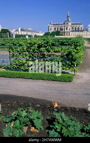 DER KÜCHENGARTEN DES KÖNIGS UND DIE SAINT-LOUIS-KIRCHE, VERSAILLES, YVELINES (78) Stockfoto