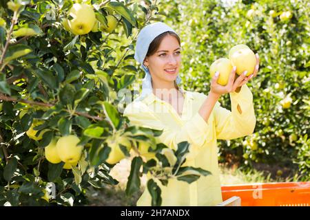 Frau, die auf dem Bauernhof gelbe Äpfel erntet Stockfoto