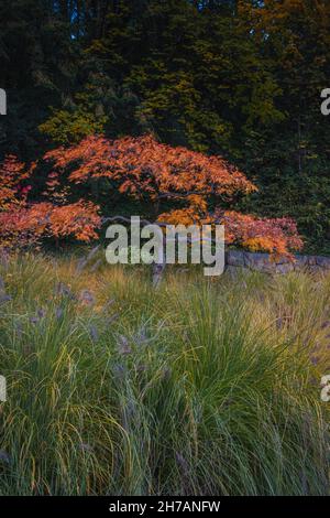 Rotblättriger Bonsai-Baum im japanischen Garten im Hintergrund einer herbstlichen Landschaft Stockfoto