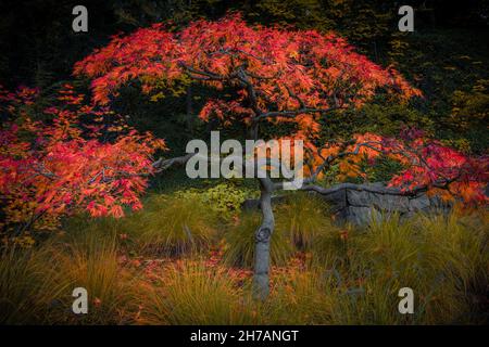 Rotblättriger Bonsai-Baum im japanischen Garten im Hintergrund einer herbstlichen Landschaft Stockfoto