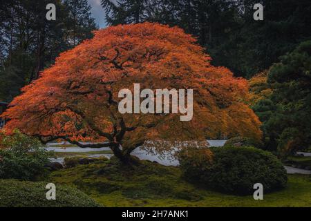 Rotblättriger Bonsai-Baum im japanischen Garten im Hintergrund einer herbstlichen Landschaft Stockfoto