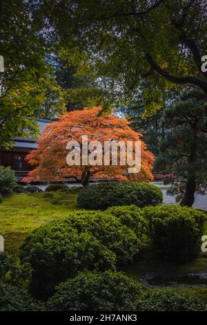 Rotblättriger Bonsai-Baum im japanischen Garten im Hintergrund einer herbstlichen Landschaft Stockfoto