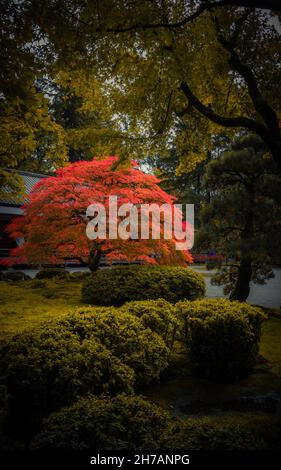 Rotblättriger Bonsai-Baum im japanischen Garten im Hintergrund einer herbstlichen Landschaft Stockfoto