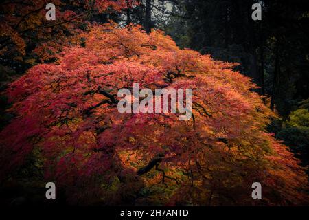 Rotblättriger Bonsai-Baum im japanischen Garten im Hintergrund einer herbstlichen Landschaft Stockfoto