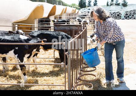 Ältere Bäuerin, die Kälber im Kuhstall wässert Stockfoto