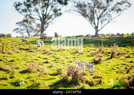 Zwei Frühlingslämmer auf dem Feld auf dem Bauernhof, am späten Nachmittag Stockfoto