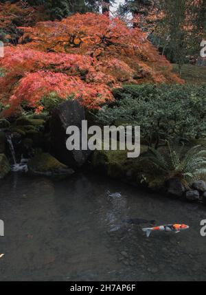 Die Krone des alten Baumes im Herbst mit lebendigen Farben im Portland Garden und Hintergrund der Herbstlandschaft. Ruhe, Zen, Meditation, Harmonie Stockfoto