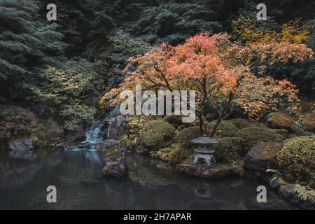 Die Krone des alten Baumes im Herbst mit lebendigen Farben im Portland Garden und Hintergrund der Herbstlandschaft. Ruhe, Zen, Meditation, Harmonie Stockfoto