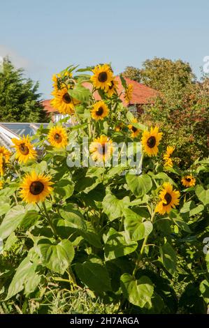 Gruppe von Sonnenblumen wächst im Garten im Hochsommer Stockfoto
