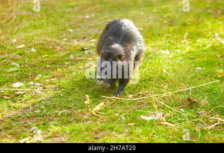 Schwarzer Coypu mit weißer Nase läuft auf grünem Gras Stockfoto