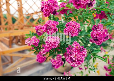 Rote Dorothy Perkin oder Excelsa Rose im Garten oder Stadtpark Stockfoto