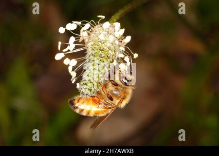 Honigbiene, APIs mellifera. Arbeiterbiene sammelt Pollen von der Plantago lanceolata Blume. Coffs Harbour, NSW, Australien Stockfoto