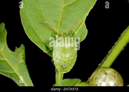 Grüner Kartoffelfehler, Cuspicona simplex. Erwachsener. Ein stinkender Bug, der in Australien auf einer Nachtschattenpflanze beheimatet ist. Coffs Harbour, NSW, Australien Stockfoto