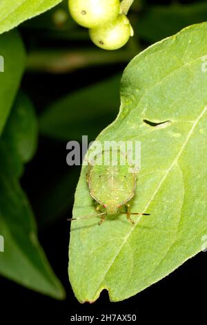 Grüne Kartoffelfehler Nymphe, cuspicona simplex. Ein stinkender Bug, der in Australien auf einer Nachtschattenpflanze beheimatet ist. Coffs Harbour, NSW, Australien Stockfoto