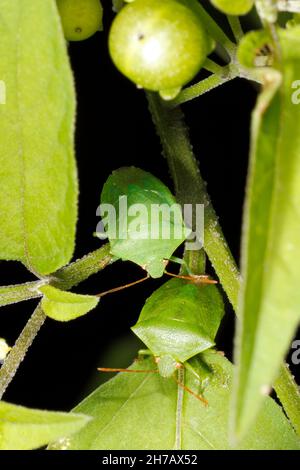 Grüner Kartoffelfehler, Erwachsene, Cuspicona simplex. Zwei zusammen. Ein stinkender Bug, der in Australien auf einer Nachtschattenpflanze beheimatet ist. Coffs Harbour, NSW, Australien Stockfoto