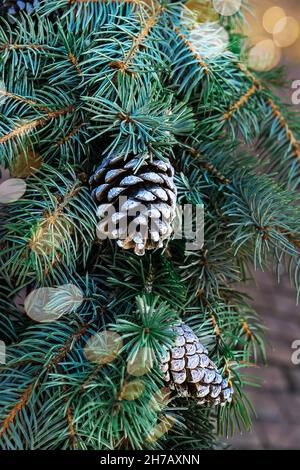Zweige eines blauen Weihnachtsbaums mit Zapfen. Weihnachtsdekoration auf der Straße am Nachmittag. Die Zapfen sind mit weißer Farbe verziert. Weihnachten Tre Stockfoto