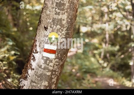 Wanderweg in einem dichten Wald mit einer Farbmarkierung auf einem Baum. Infrastruktur der Wege im National- und Naturpark Stockfoto